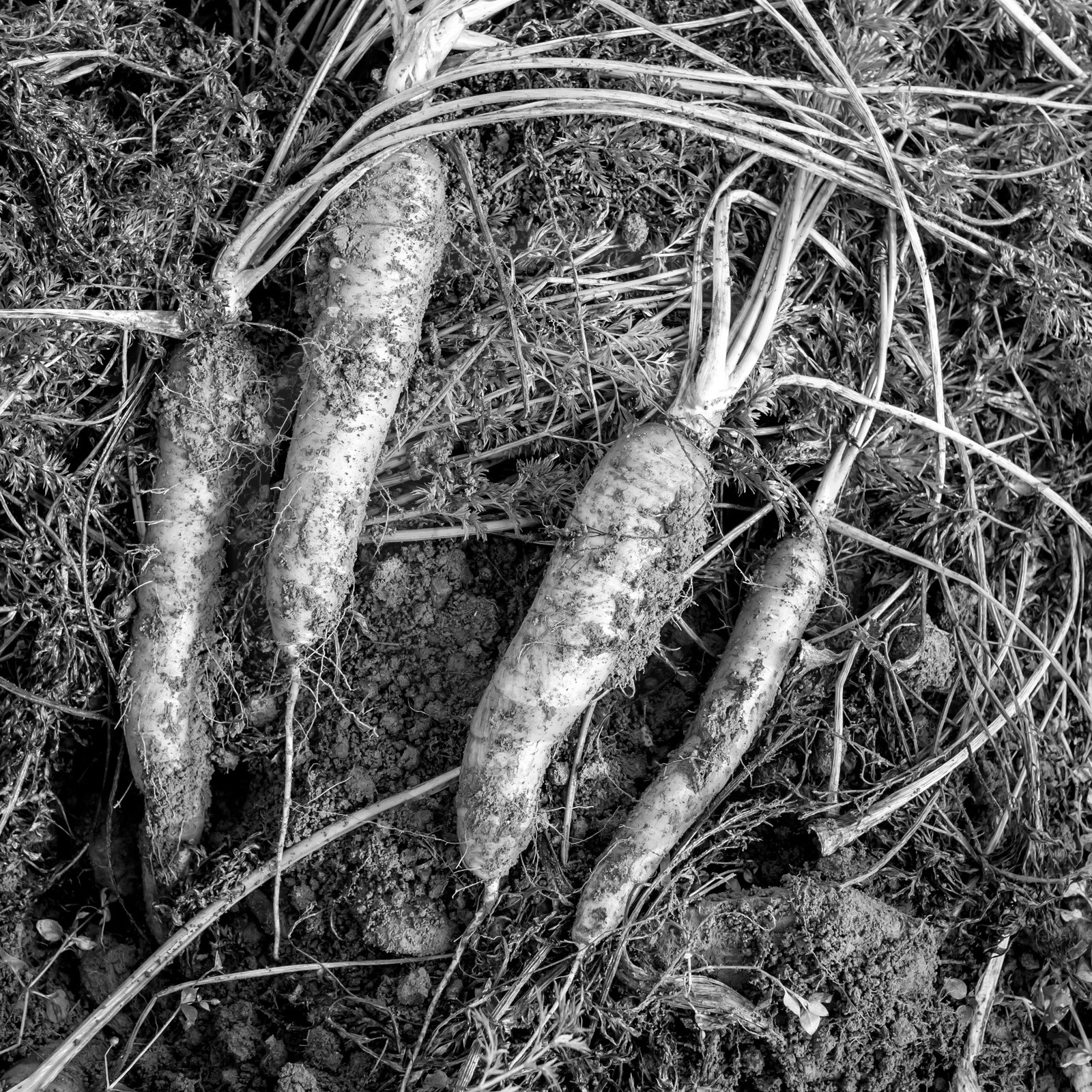 La récolte des carottes
