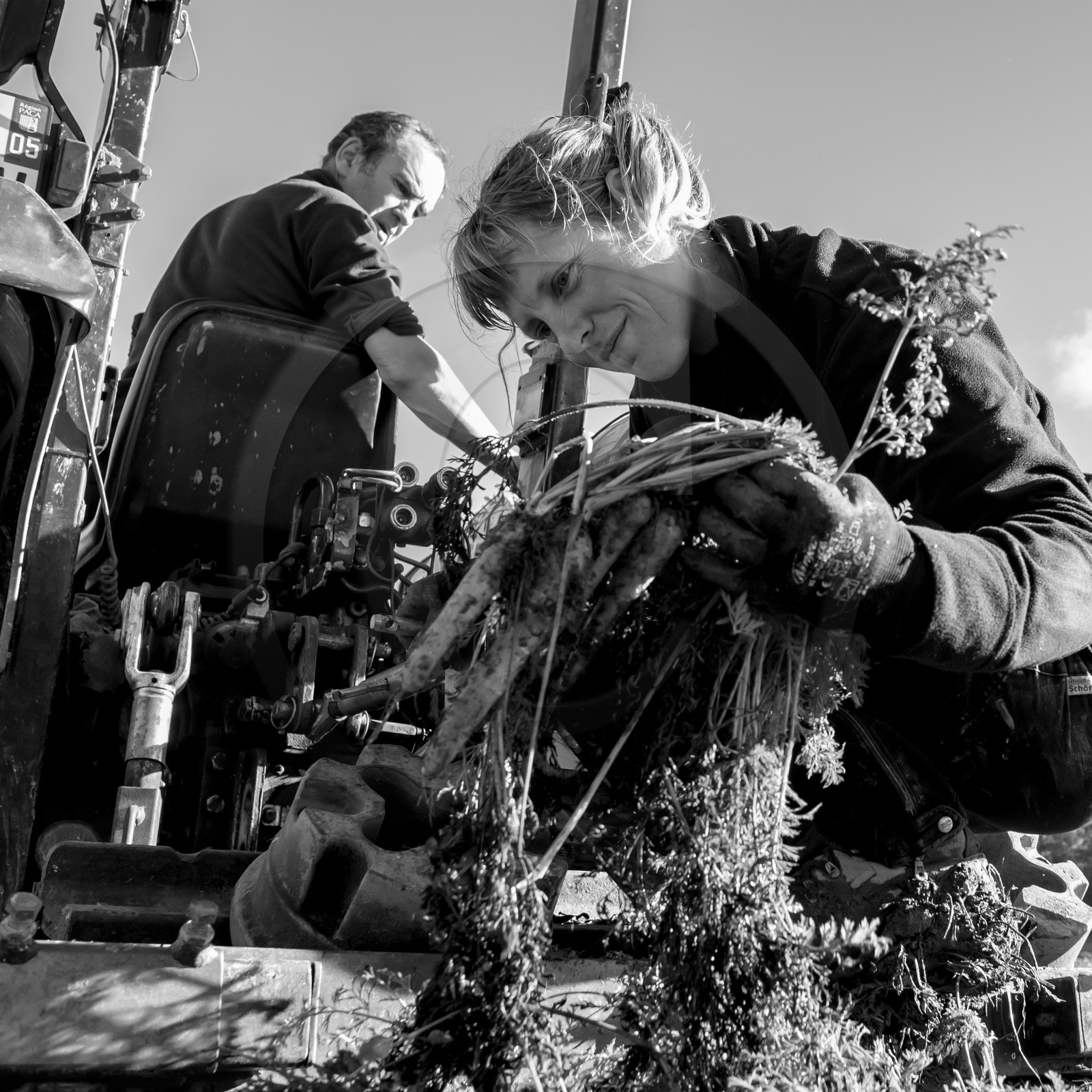 La récolte des carottes