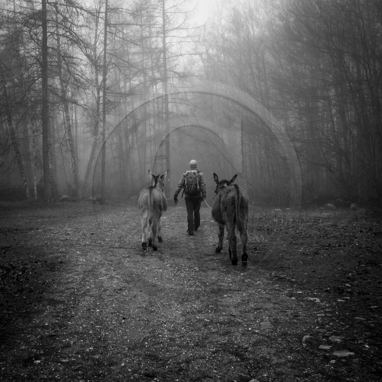 La transhumance des ânes