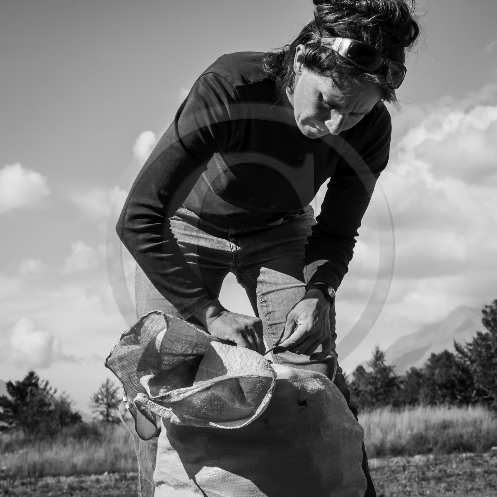 La récolte des pommes de terre