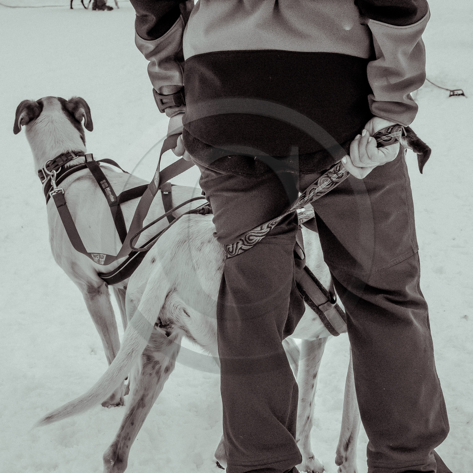 La Valgaude Traineau 2015