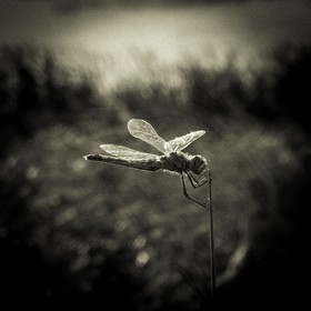 Portrait de libellule