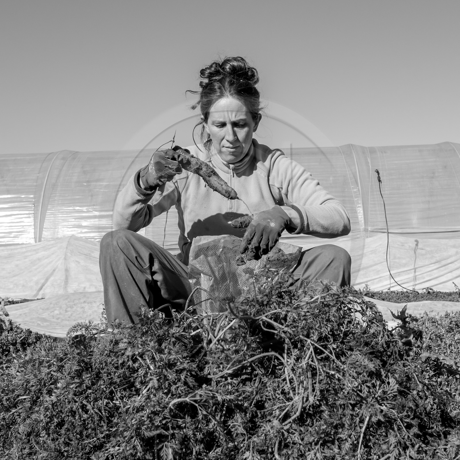 La récolte des carottes