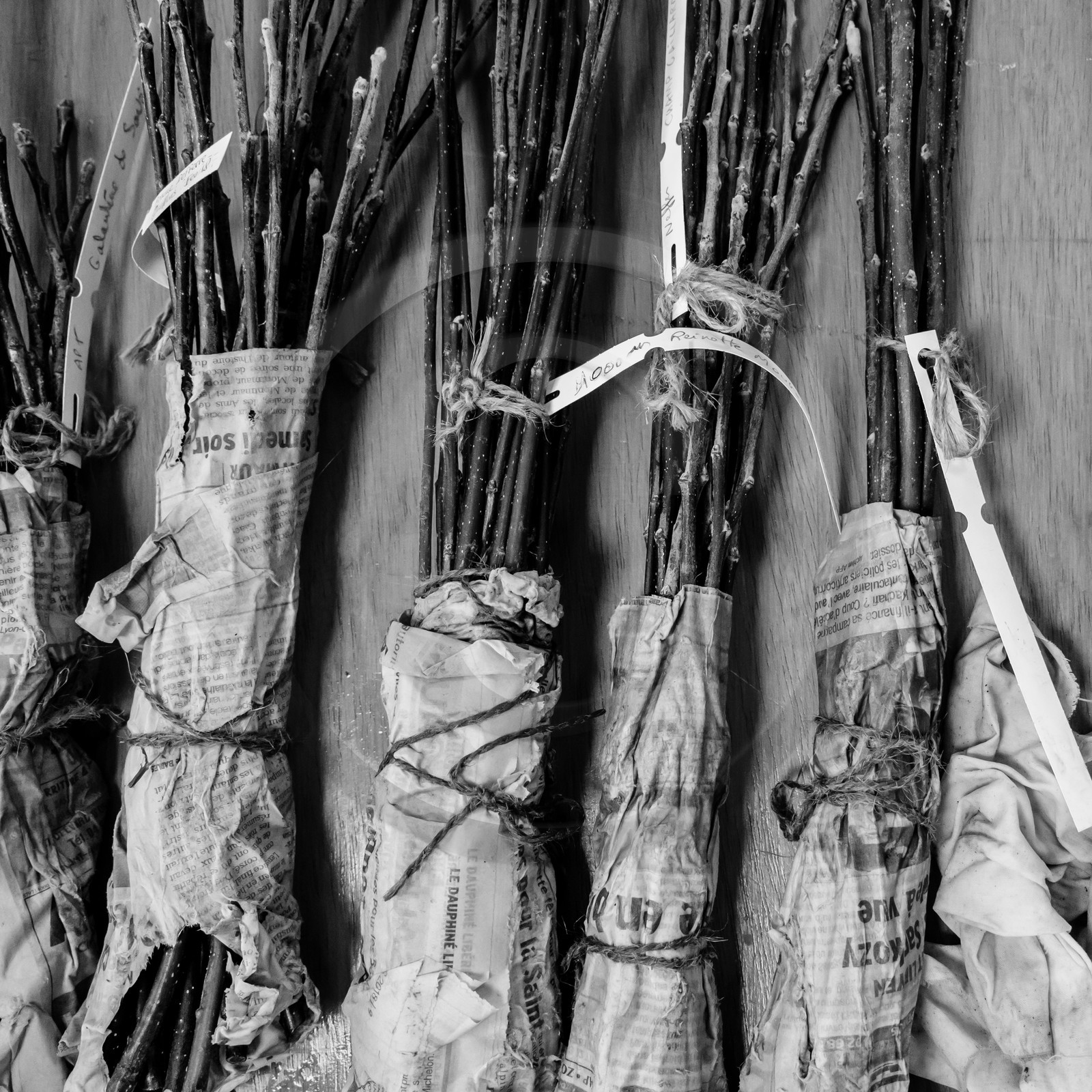 Greffe d'arbres