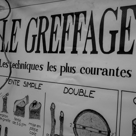 Greffe d'arbres