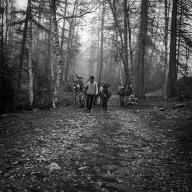 La transhumance des ânes