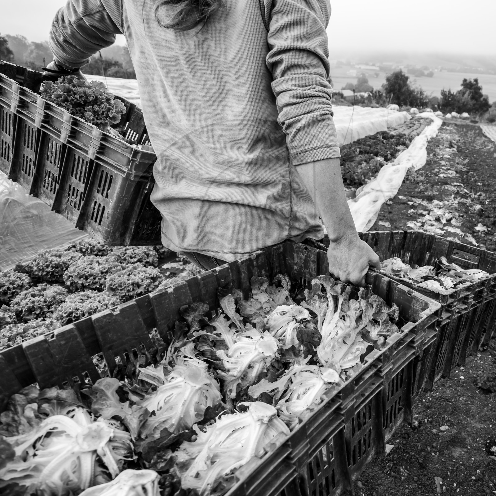 Maraichage biologique dans le Champsaur
