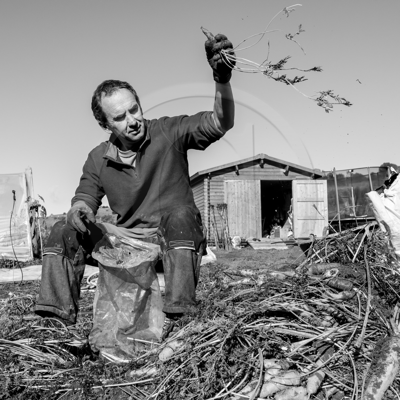 La récolte des carottes