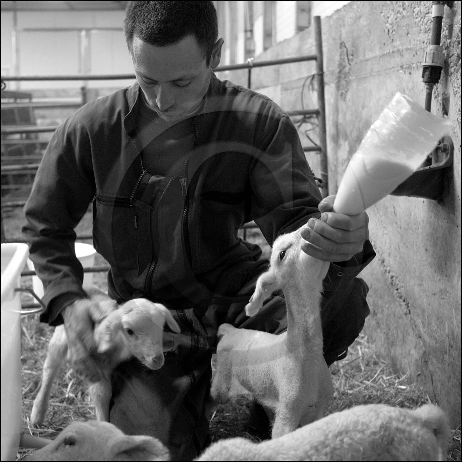 Elevage brebis laitières