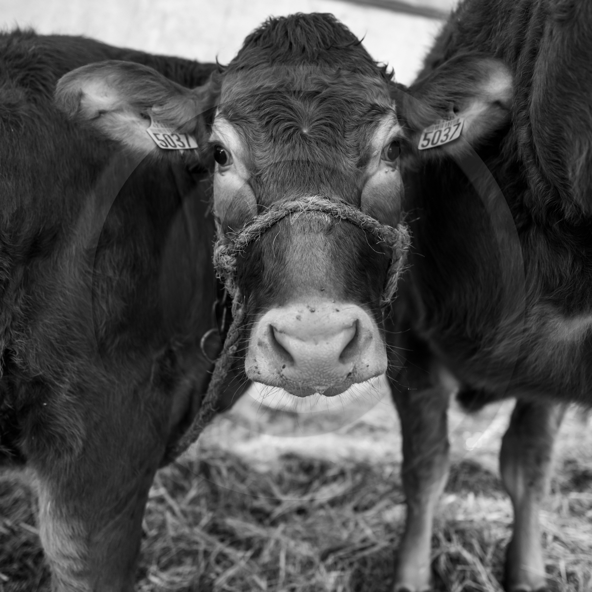 Rencontres paysannes à Saint-Bonnet en Champsaur
