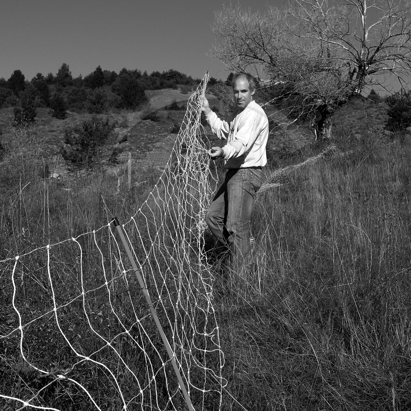 Des moutons et des parcs