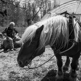 Labour avec un cheval