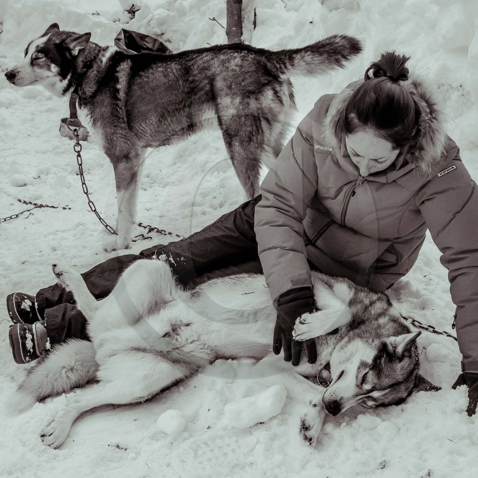 La Valgaude Traineau 2015