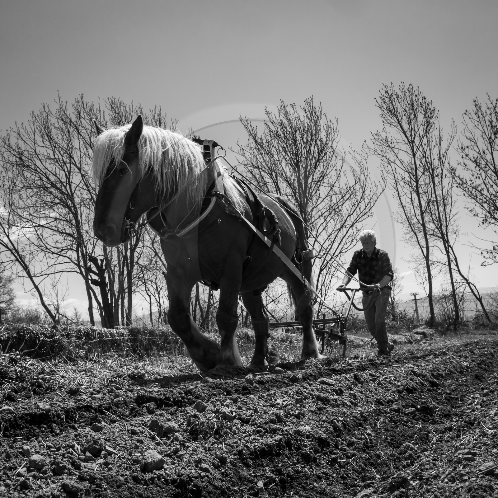 Labour avec un cheval
