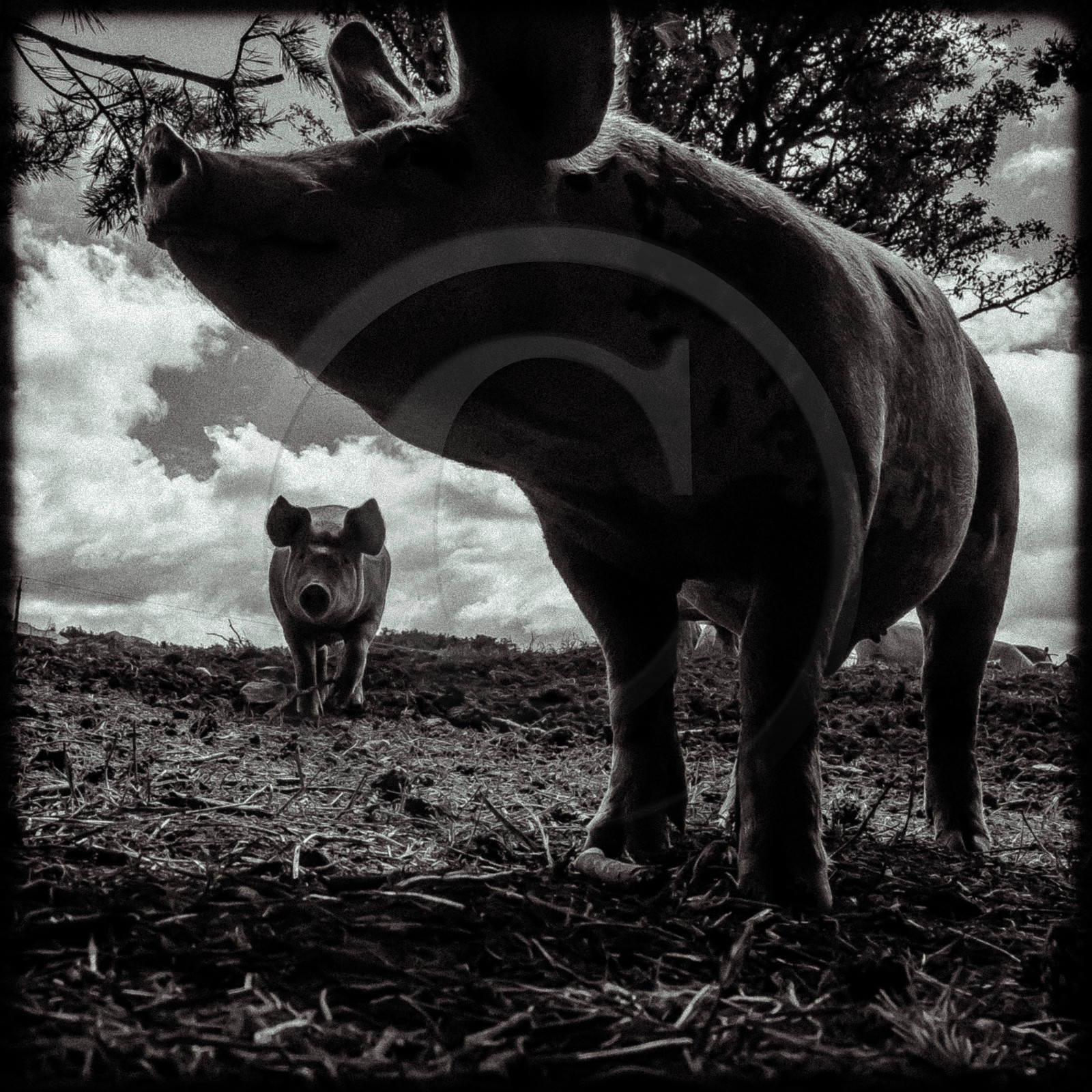 Portraits des animaux de la ferme