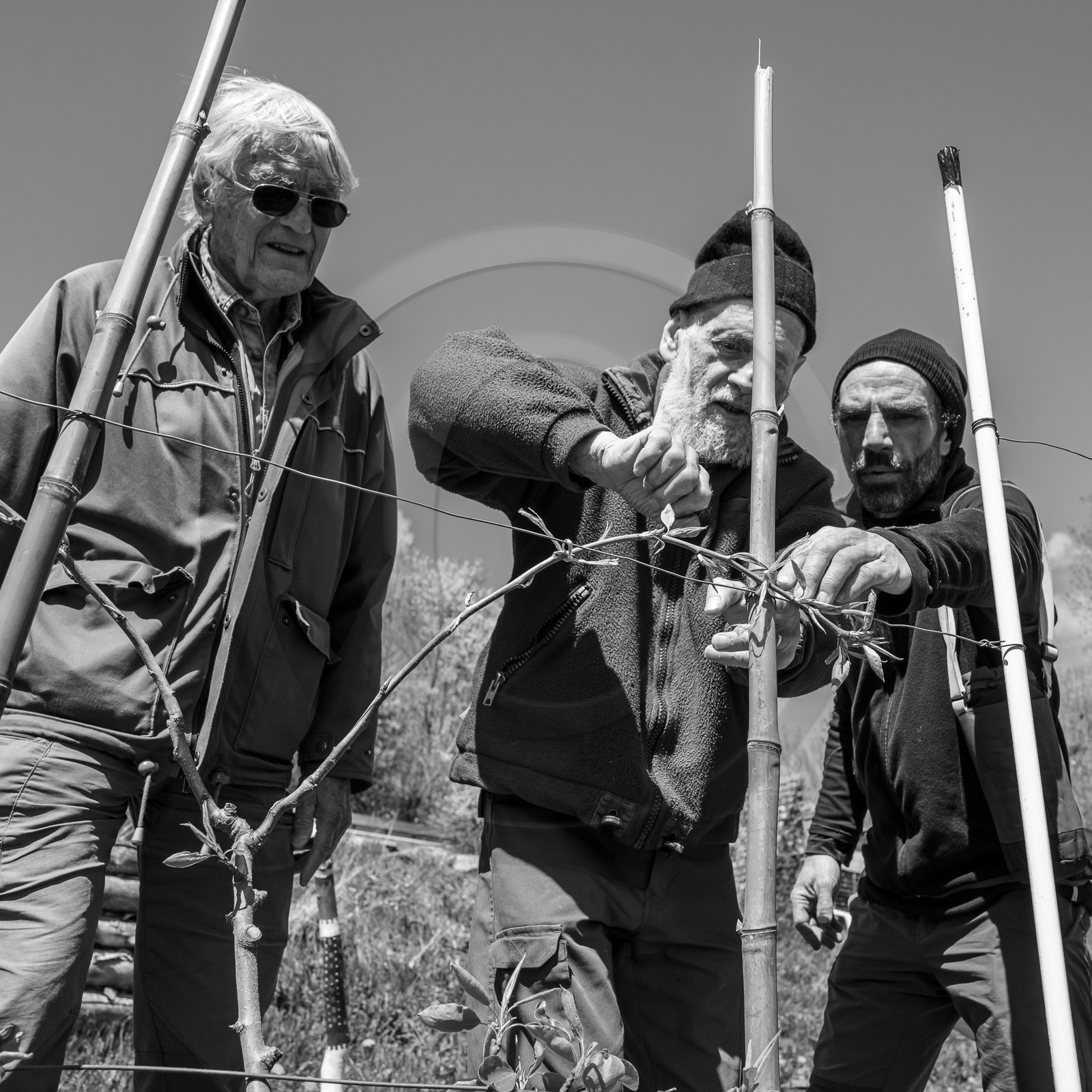 10 avril 2024 : Osier, laine et taille 10 avril 2024 : Osier, laine et taille