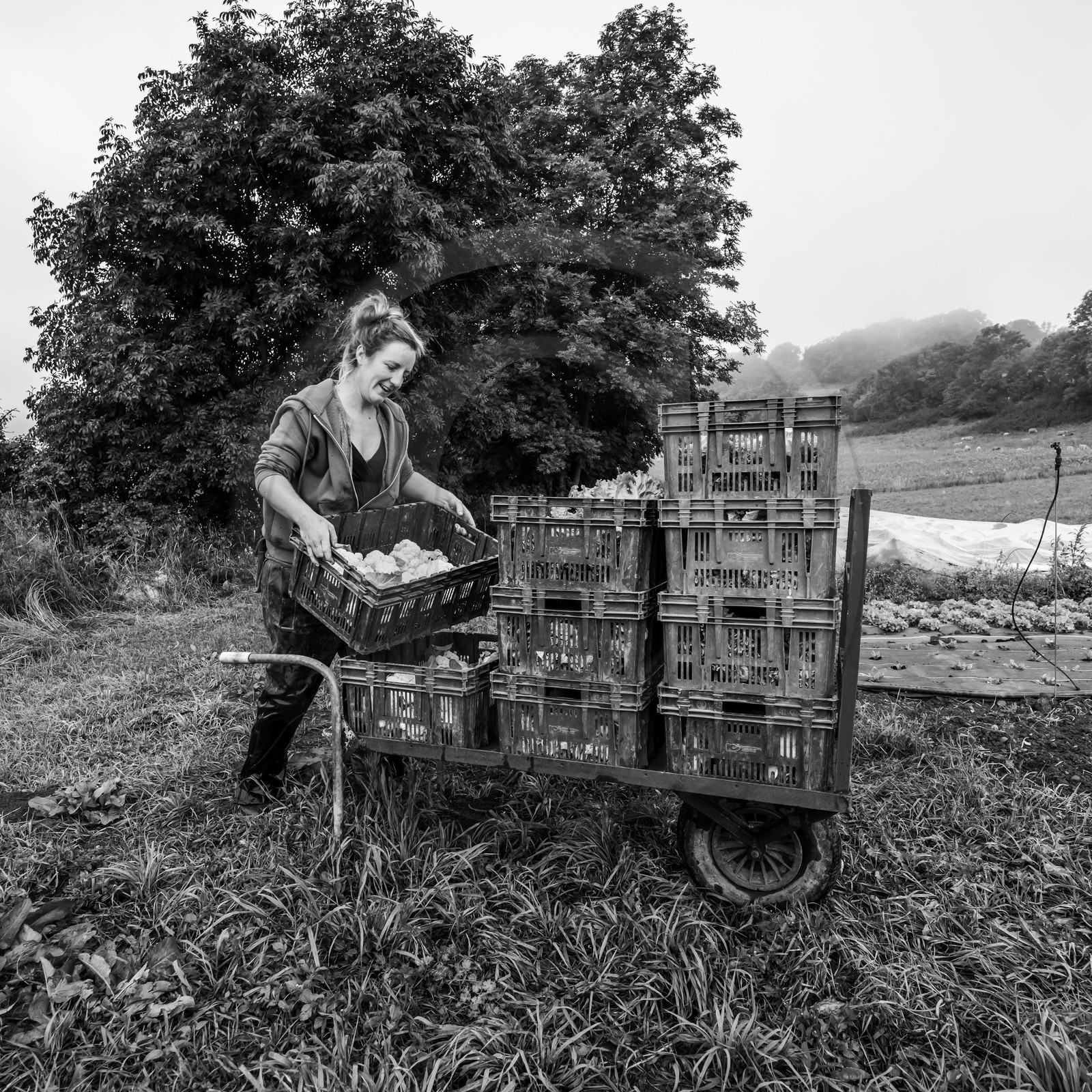 Maraichage biologique dans le Champsaur