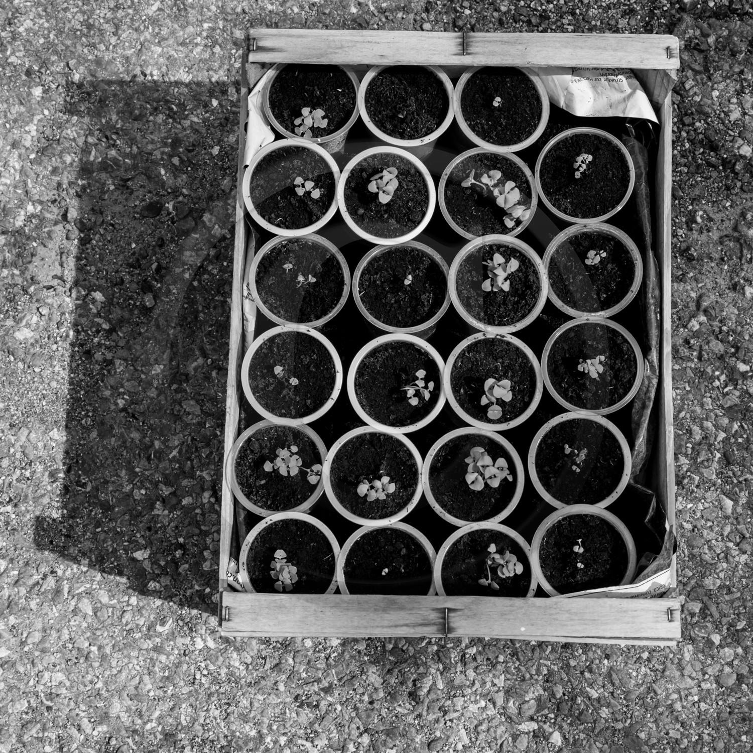 Semis et arrosages Semis et arrosages