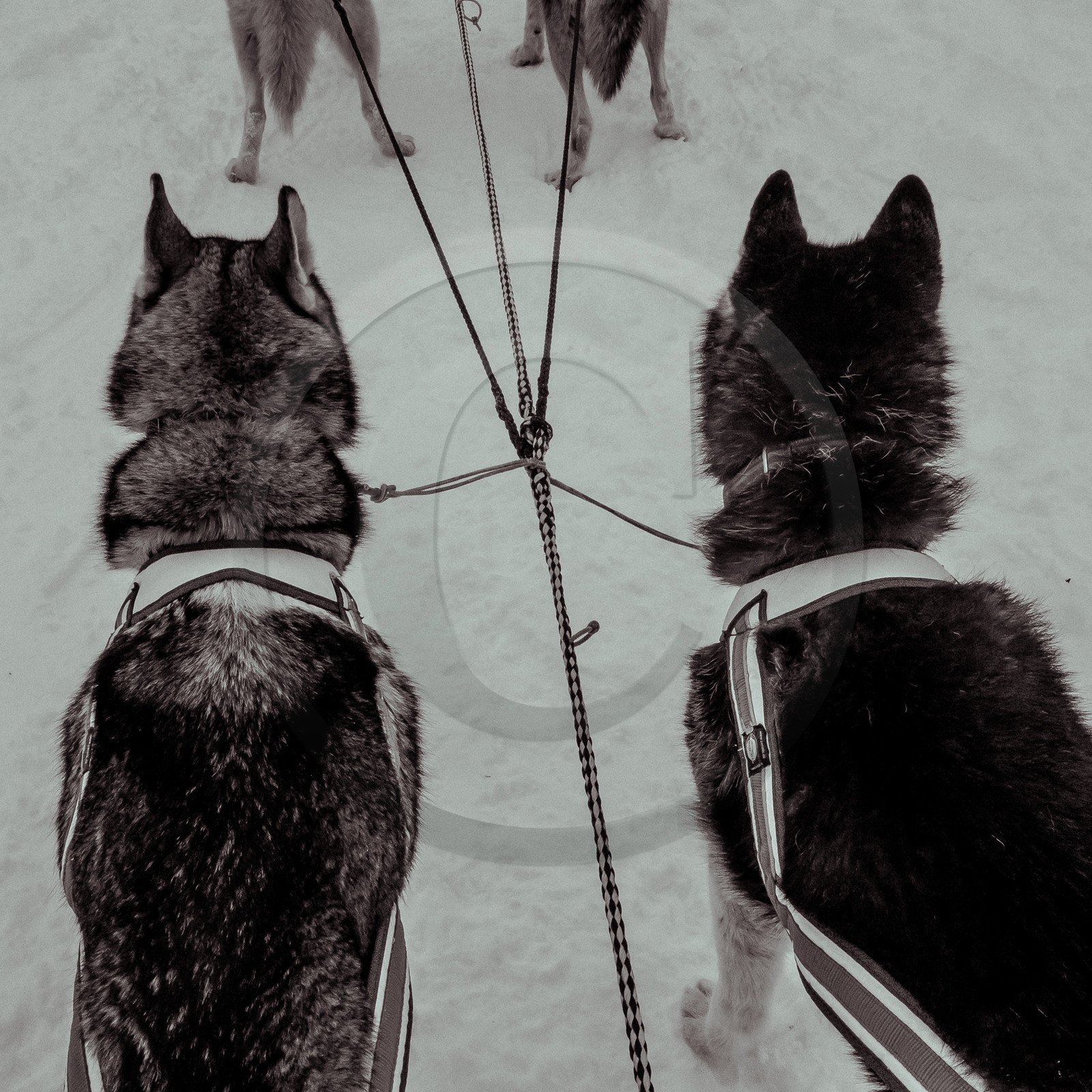 La Valgaude Traineau 2015 La Valgaude Traineau 2015