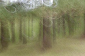 Le Pays des Arbres Flous