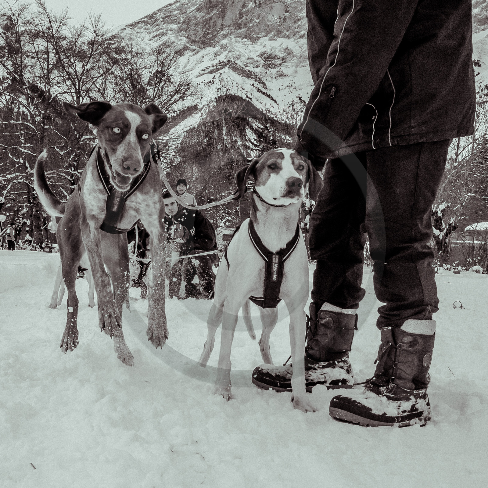 La Valgaude Traineau 2015