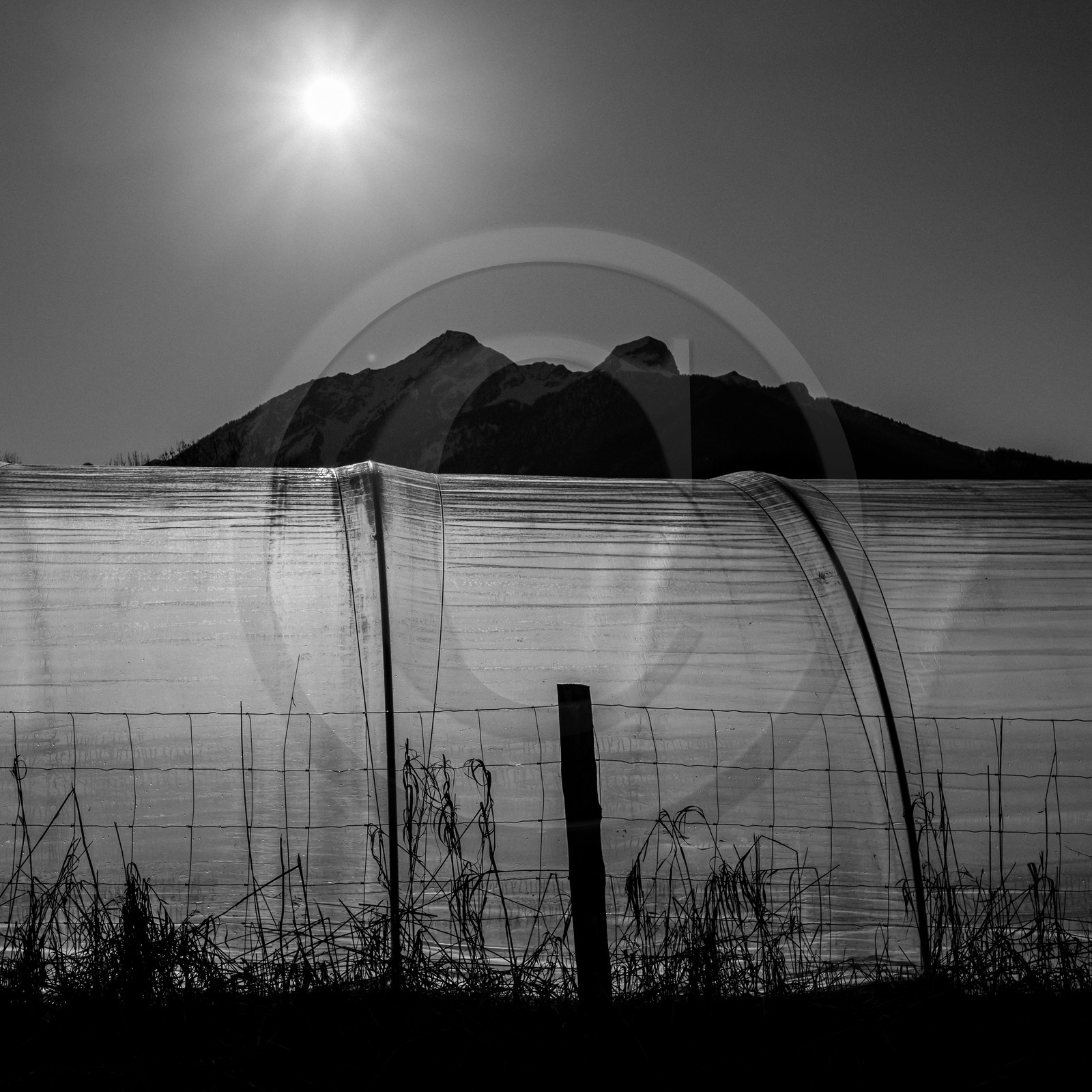Montage de serres tunnel