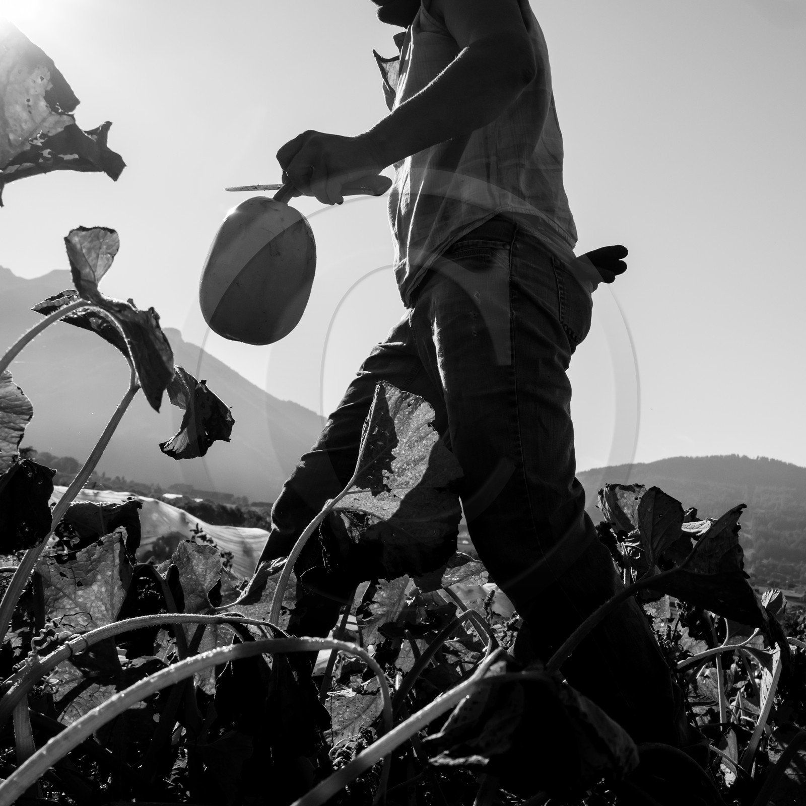 La récolte des courges