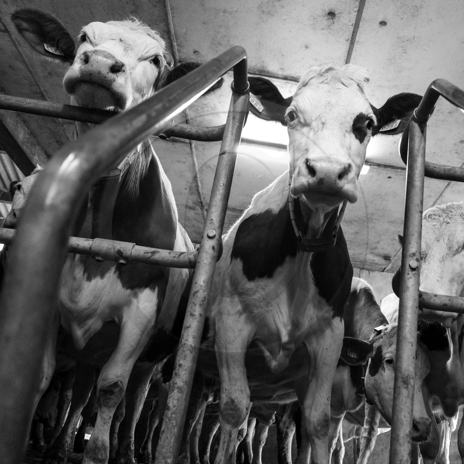 La traite des vaches