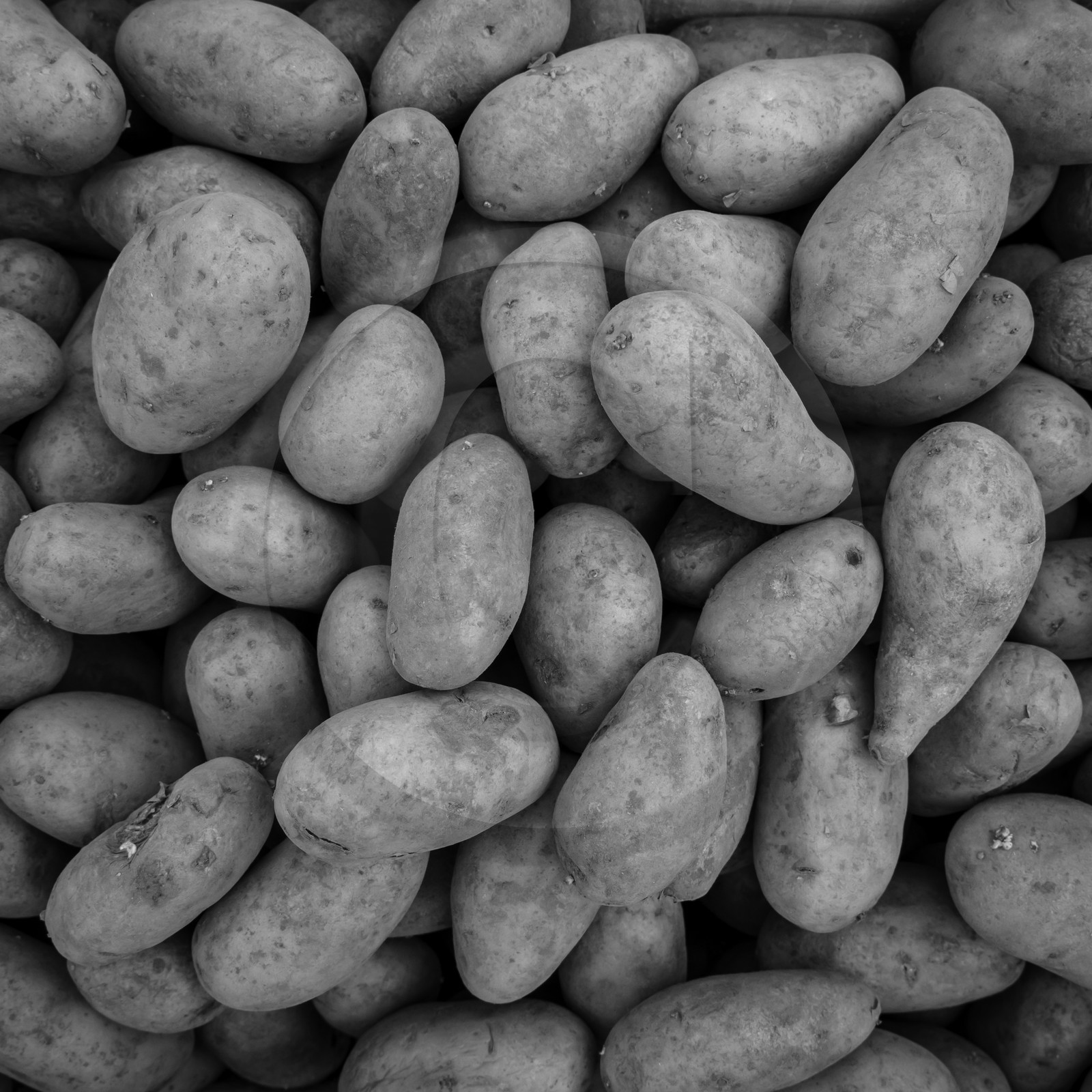 La plantation des pommes de terre