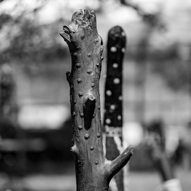 11, 12 et 13 août 2021 : L'Echo des Mots