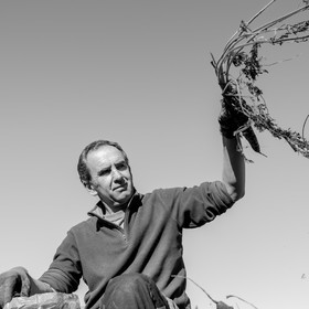 La récolte des carottes