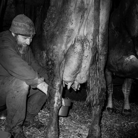 La traite des vaches