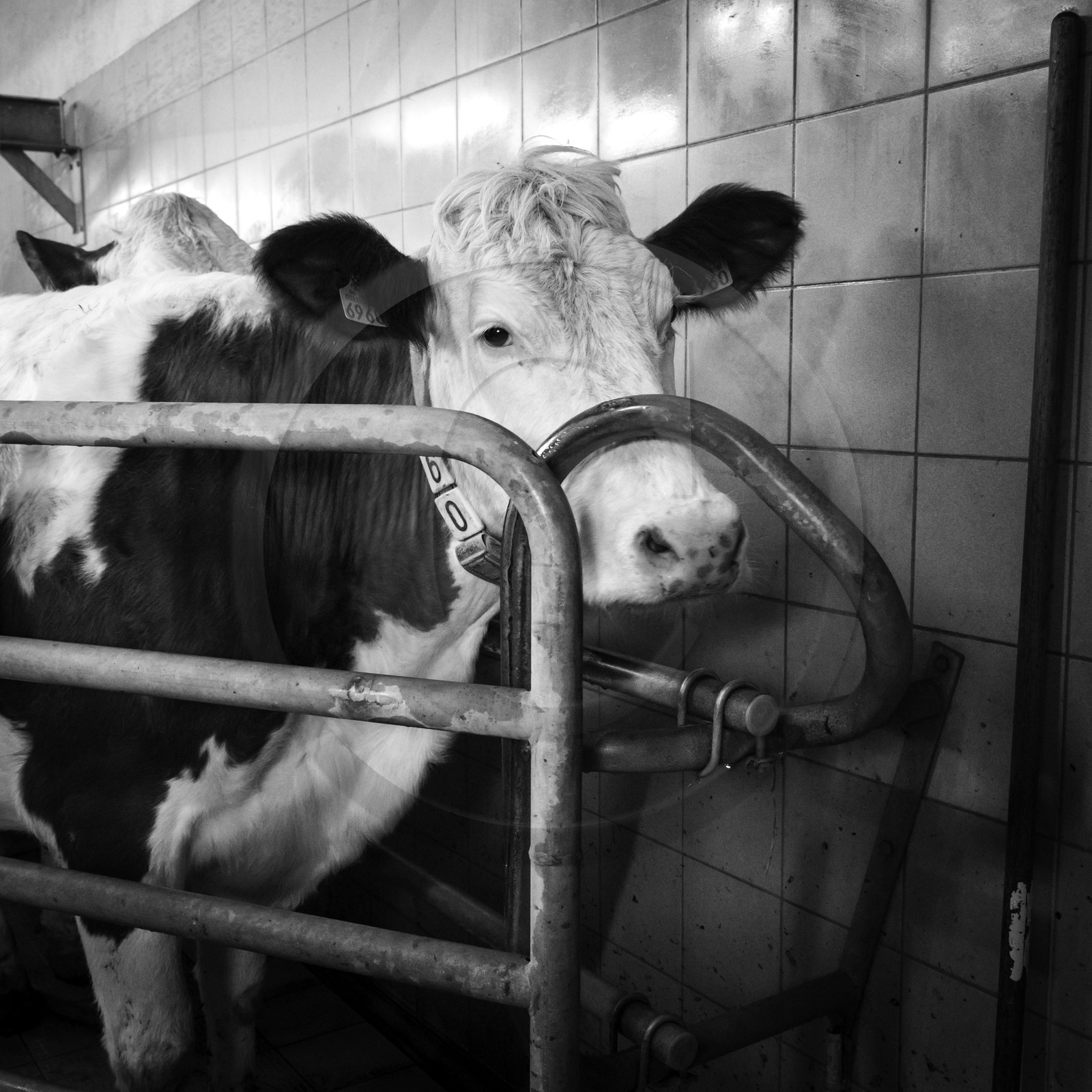 La traite des vaches