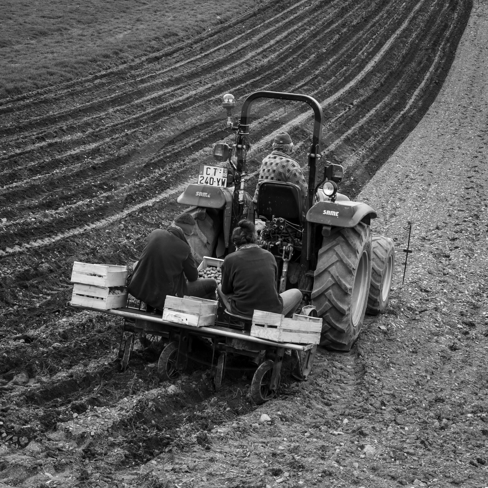 La plantation des pommes de terre