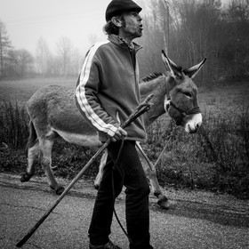 La transhumance des ânes