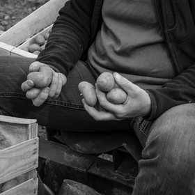 La plantation des pommes de terre