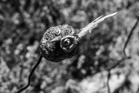 16 juillet 2025 : Les Triplettes