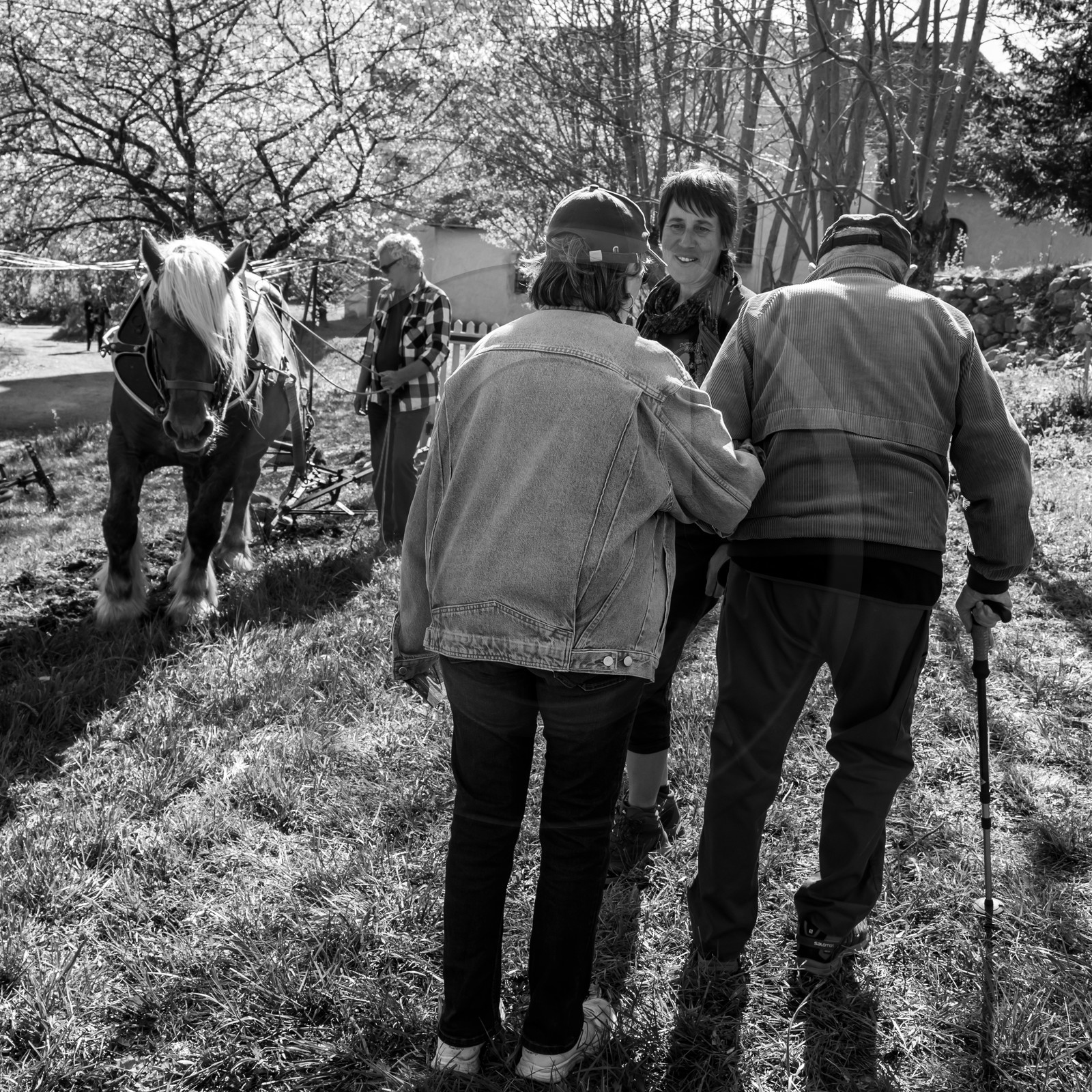 Labour avec un cheval - 17 04 17