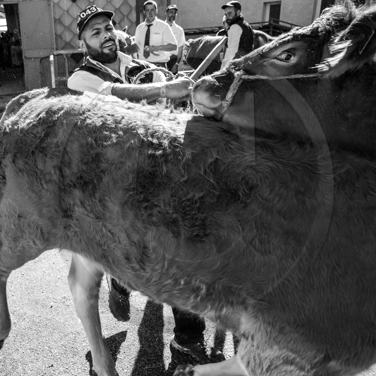 Rencontres paysannes à Saint-Bonnet en Champsaur