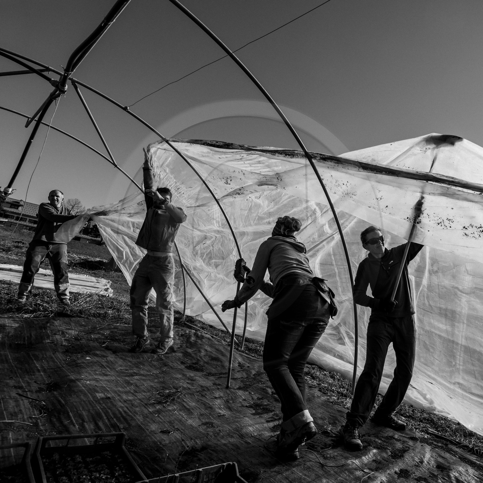 Montage de serres tunnel Montage de serres tunnel