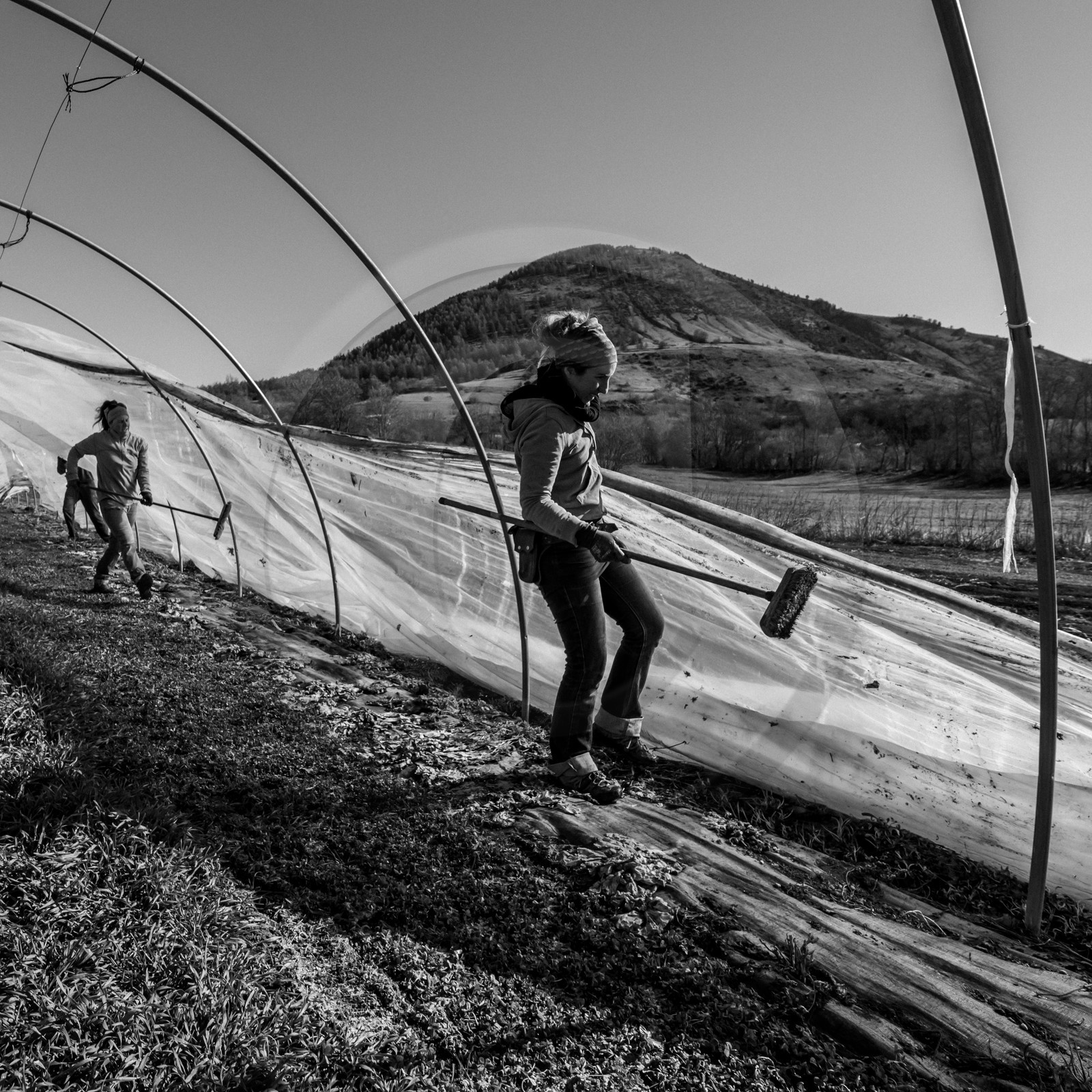 Montage de serres tunnel Montage de serres tunnel