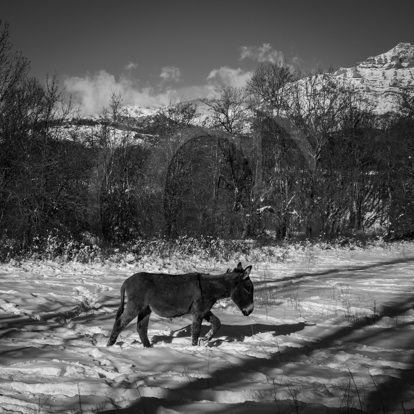 Les ânes dans la neige
