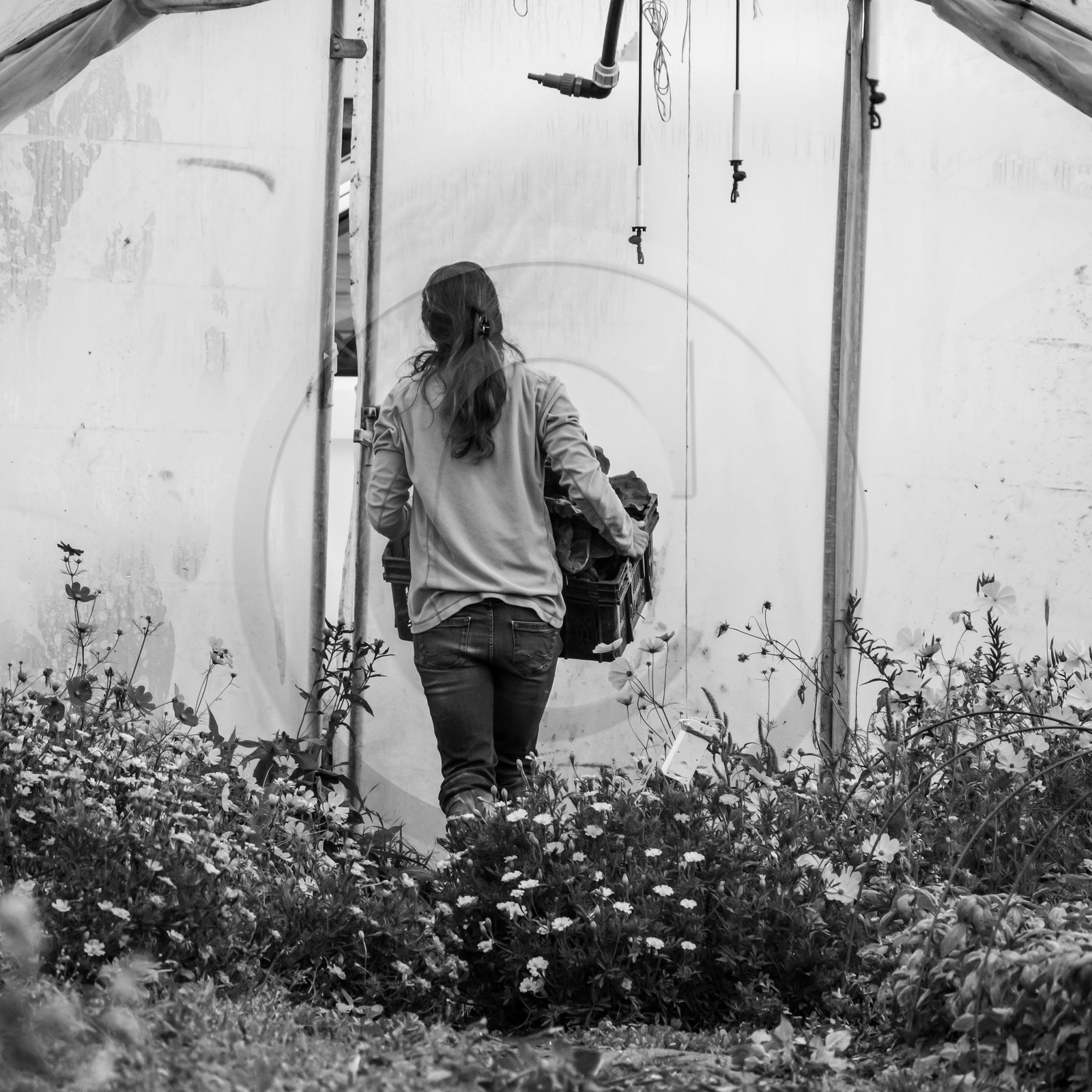 Maraichage biologique dans le Champsaur