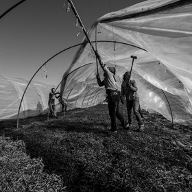 Montage de serres tunnel