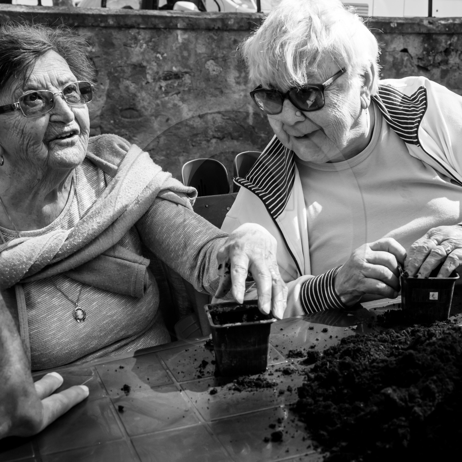 Semis des courges Semis des courges