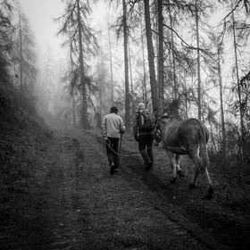 La transhumance des ânes
