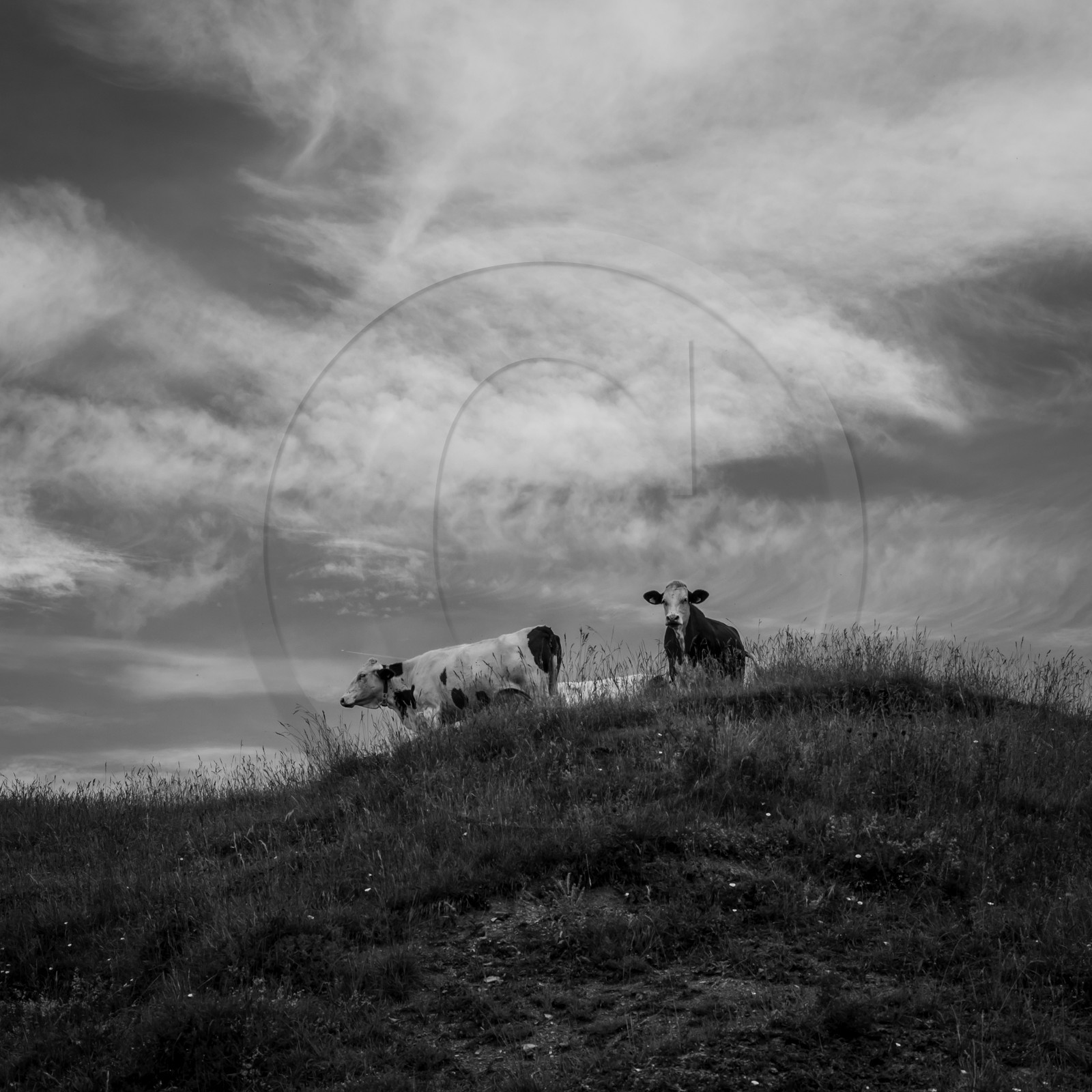 Les vaches au paturage