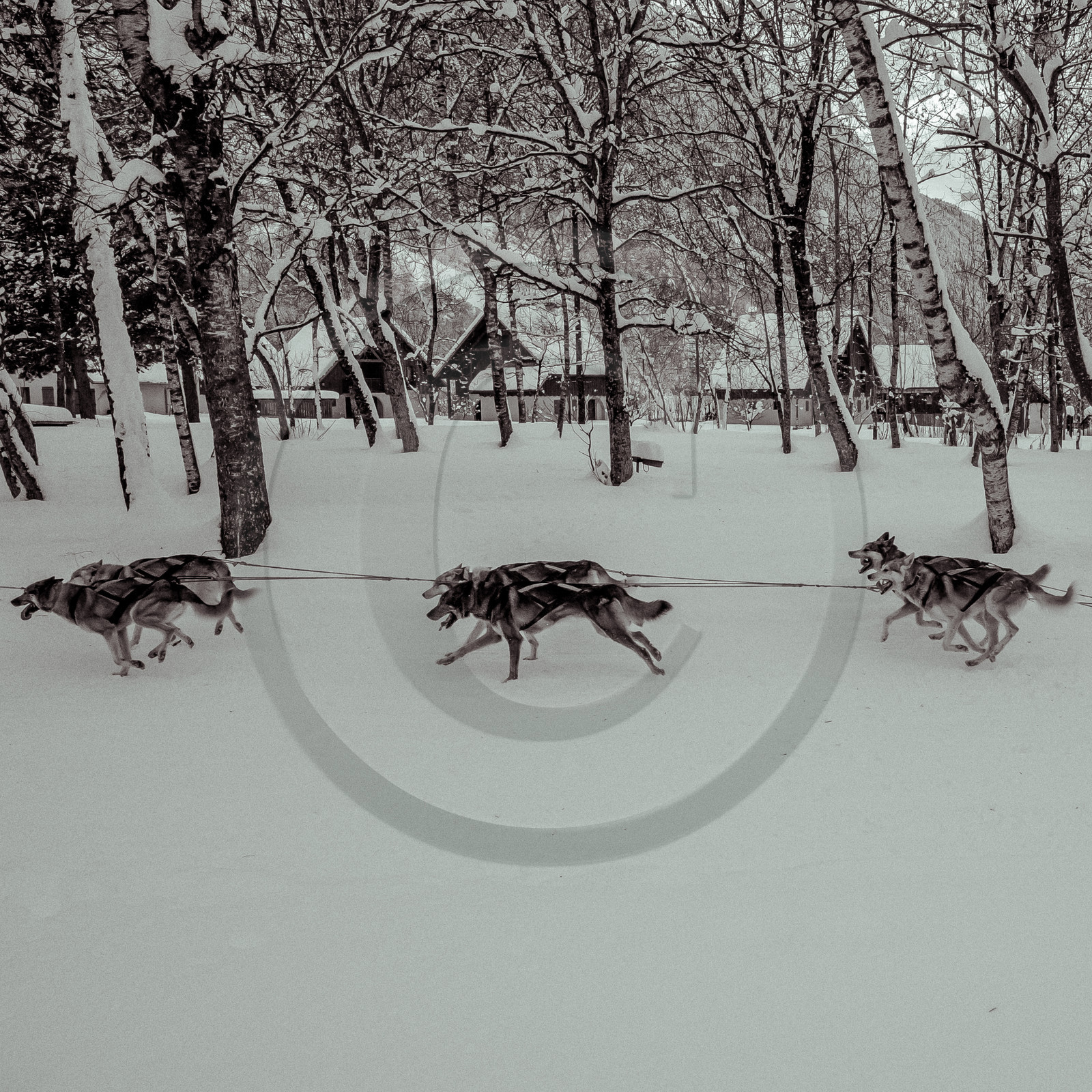 La Valgaude Traineau 2015