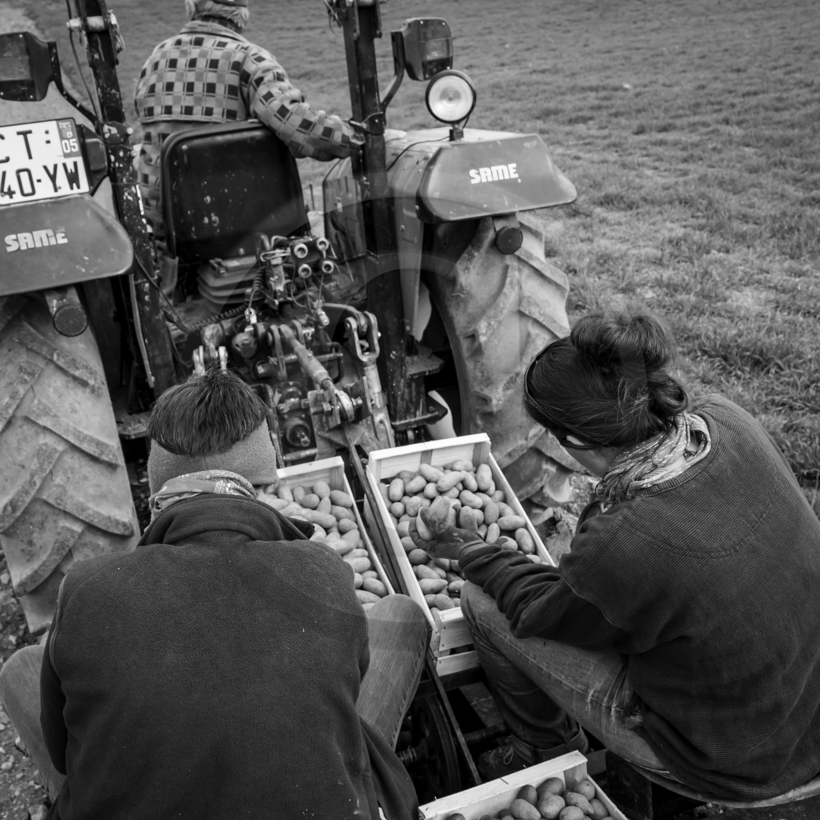 La plantation des pommes de terre