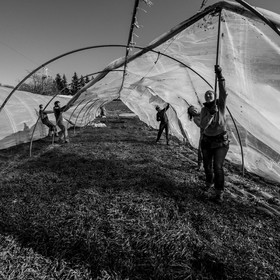 Montage de serres tunnel